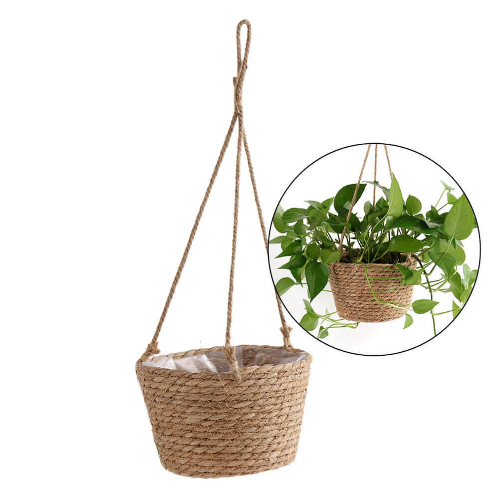 Hanging Orchid Pot Hanging Wall-mounted - Homelune LTD home essentials and decor!