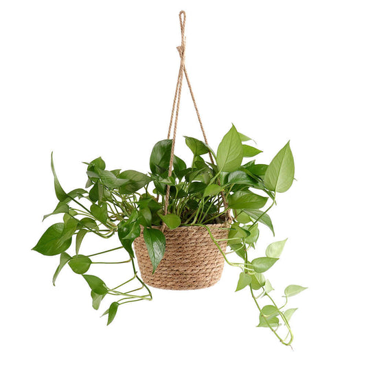 Hanging Orchid Pot Hanging Wall-mounted - Homelune LTD home essentials and decor!